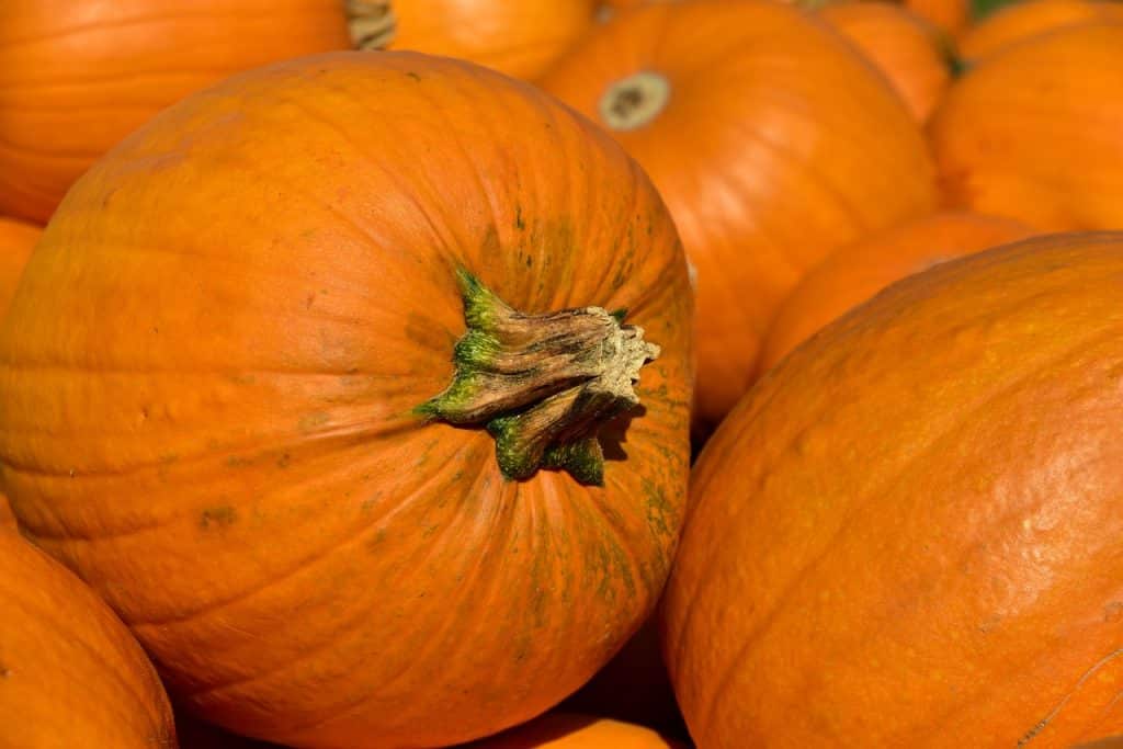 Calabazas para halloween